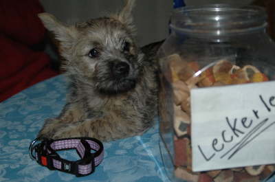 Leckerle