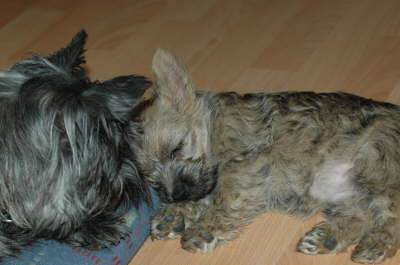 kuscheln mit Triene